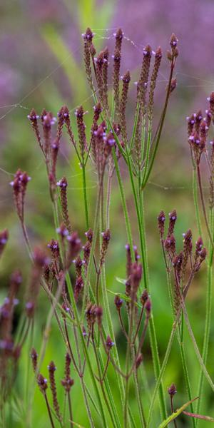 Verbena macdougalii 'Lavender Spires'