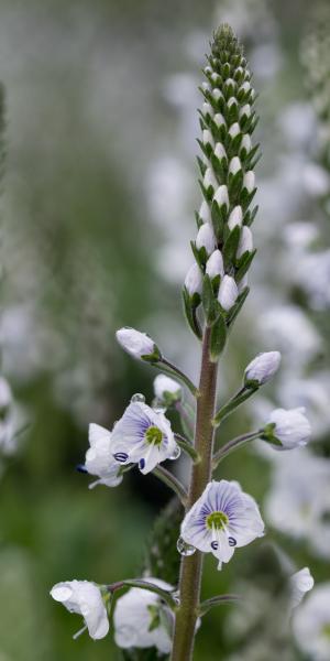 VERONICA gentianoides 'Tissington White'