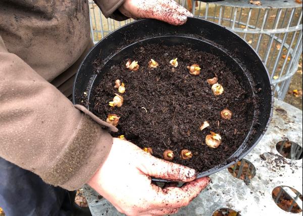 Planting a Bulb Lasagne